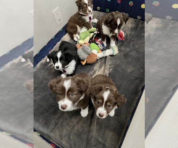 View Ad Miniature Australian Shepherd Litter of Puppies for Sale near