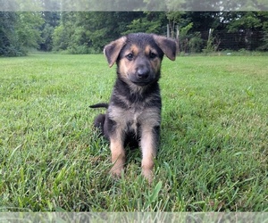 German Shepherd Dog Puppy for sale in WOODBURN, KY, USA