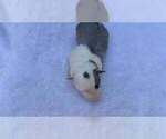Small Photo #105 Border Collie Puppy For Sale in MOSIER, OR, USA