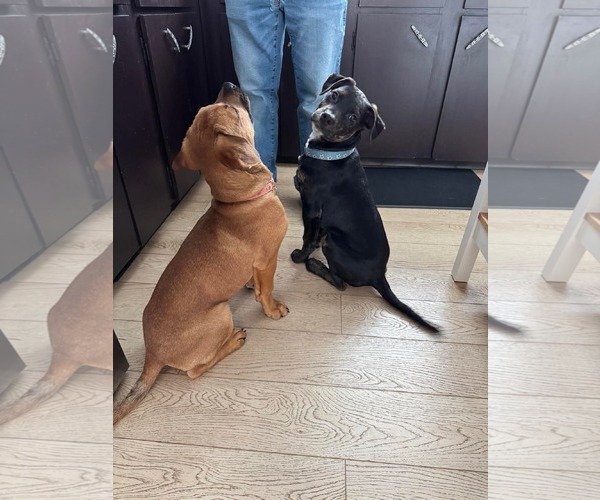 Medium Photo #9 English Mastweiler Puppy For Sale in Oro Medonte, Ontario, Canada