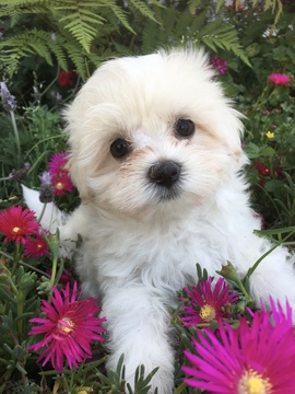 Medium Photo #1 Maltese Puppy For Sale in LOS ANGELES, CA, USA