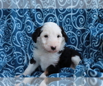 Small Photo #4 Aussiedoodle Puppy For Sale in SHILOH, OH, USA