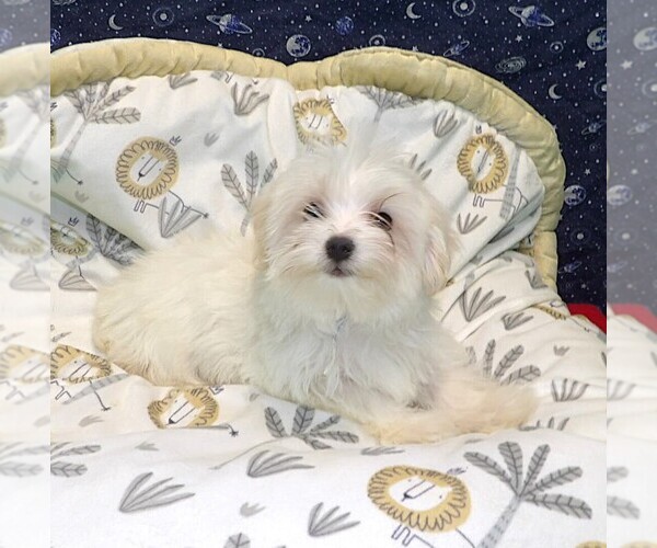 Medium Photo #4 Morkie Puppy For Sale in PATERSON, NJ, USA