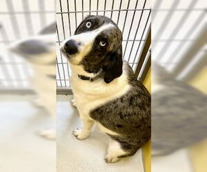 Mutt Dogs for adoption in Pampa, TX, USA