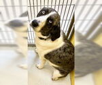 Small Mutt