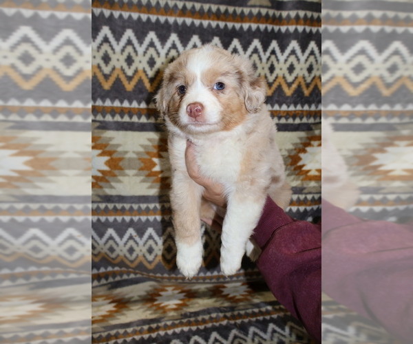 Medium Photo #24 Miniature Australian Shepherd Puppy For Sale in ADAIR VILLAGE, OR, USA