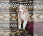 Small Photo #24 Miniature Australian Shepherd Puppy For Sale in ADAIR VILLAGE, OR, USA