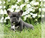 Small #2 French Bulldog