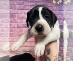 Small #1 Mastiff Mix
