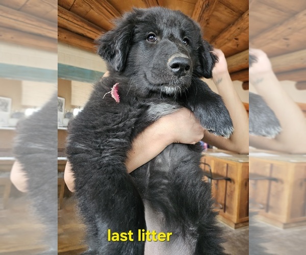 Medium Photo #9 Belgian Sheepdog-Great Pyrenees Mix Puppy For Sale in ALBUQUERQUE, NM, USA