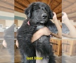 Small #8 Belgian Sheepdog-Great Pyrenees Mix