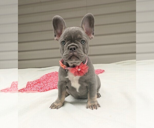 Medium Photo #1 French Bulldog Puppy For Sale in FRESNO, OH, USA