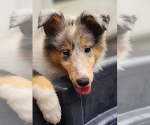 Collie Puppy for sale in NEVADA, MO, USA