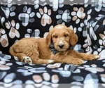 Small Photo #7 Goldendoodle Puppy For Sale in QUARRYVILLE, PA, USA