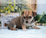 Small Photo #9 Chihuahua-Chorkie Mix Puppy For Sale in FREDERICKTOWN, OH, USA