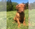 Small Photo #1 Rhodesian Ridgeback Puppy For Sale in GREENBRIER, AR, USA