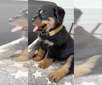 Small #37 Rottweiler