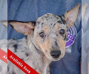 Australian Shepherd-Catahoula Leopard Dog Mix Dogs for adoption in Huntley, IL, USA