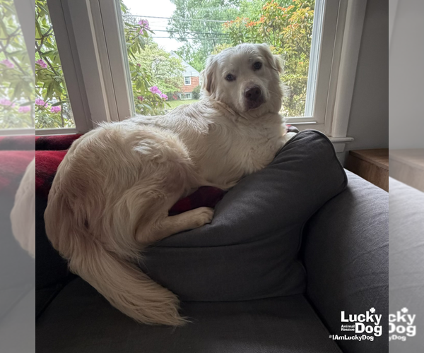 Medium Photo #9 Great Pyrenees-Retriever  Mix Puppy For Sale in Washington, DC, USA