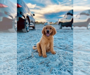 Golden Retriever Puppy for sale in DESTIN, FL, USA