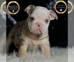 Puppy Lil Bowie English Bulldog