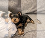 Small Photo #1 Yorkshire Terrier Puppy For Sale in HASLETT, MI, USA