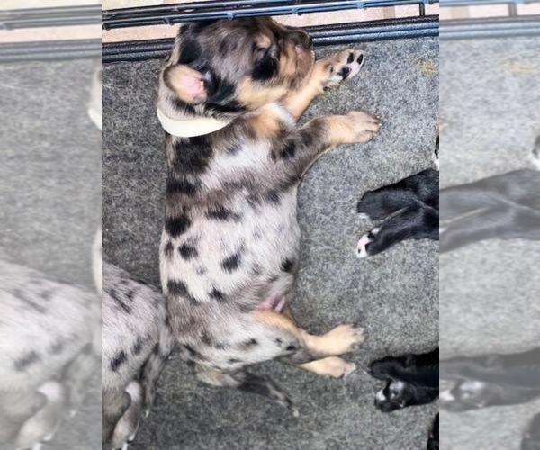 Medium Photo #10 Border Collie-Golden Retriever Mix Puppy For Sale in OVERLAND PARK, KS, USA