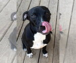 Small #2 American Pit Bull Terrier Mix