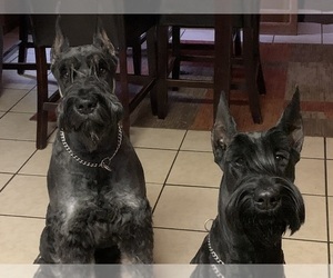 Schnauzer (Giant) Puppy for sale in DAYTON, OH, USA