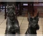 Small Schnauzer (Giant)