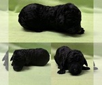 Small Photo #4 Poodle (Standard) Puppy For Sale in BROOKER, FL, USA