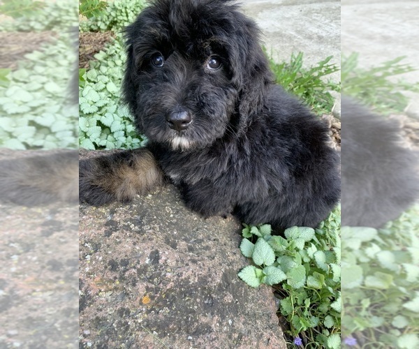 Medium Photo #3 Bernedoodle Puppy For Sale in RICHMOND, IL, USA