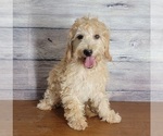 Small Photo #2 Goldendoodle (Miniature) Puppy For Sale in SHAWNEE, OK, USA
