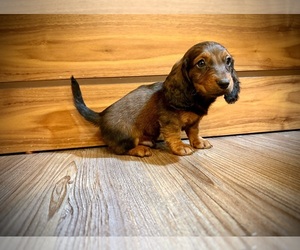 Dachshund Puppy for sale in TEMPE, AZ, USA