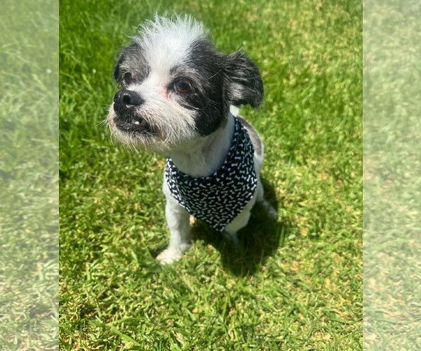 Medium Photo #1 Shih Tzu Puppy For Sale in Menifee, CA, USA