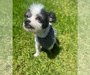 Shih Tzu Dogs for adoption in Menifee, CA, USA