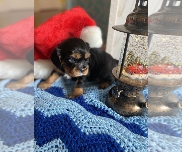 Medium Photo #12 Cavalier King Charles Spaniel Puppy For Sale in FREDERICKSBRG, PA, USA