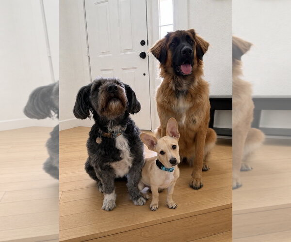 Medium Photo #4 Chiweenie Puppy For Sale in Sandy, UT, USA