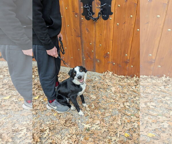 Medium Photo #8 Border Collie-Unknown Mix Puppy For Sale in Sandy, UT, USA