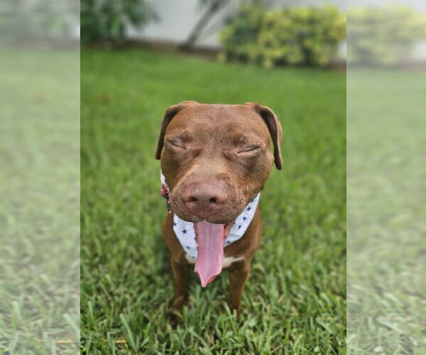 Medium Photo #8 Mutt Puppy For Sale in  Gainesville, FL, USA