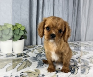 Cavalier King Charles Spaniel Puppy for sale in GREENWOOD, IN, USA