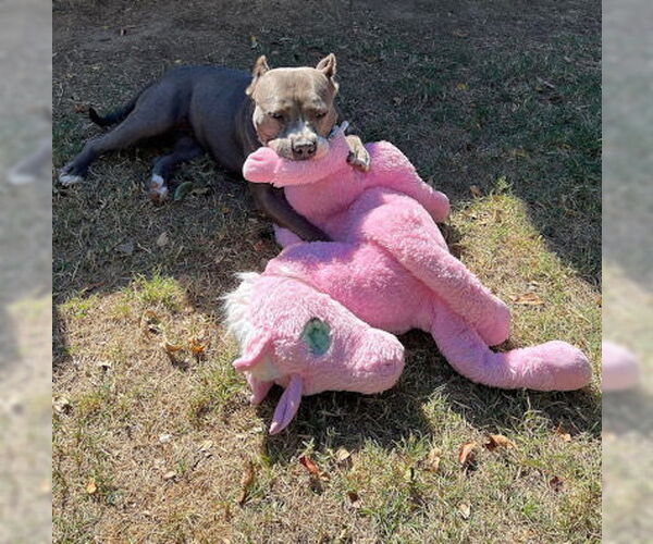 Medium Photo #1 American Staffordshire Terrier-Unknown Mix Puppy For Sale in Ventura, CA, USA
