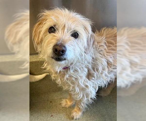 Medium Photo #1 Cairn Terrier-Unknown Mix Puppy For Sale in San Martin, CA, USA