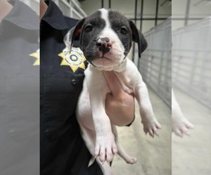 Labrador Retriever-Unknown Mix Dogs for adoption in Royal Palm Beach, FL, USA