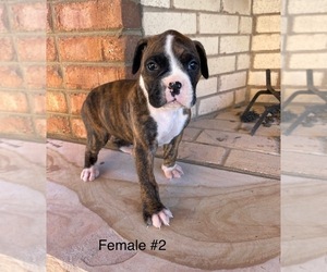 Boxer Puppy for sale in MARTIN, GA, USA