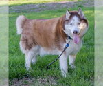 Small #1 Siberian Husky
