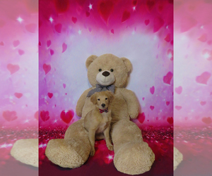 Golden Retriever-Goldendoodle Mix Puppy for sale in TUCSON, AZ, USA
