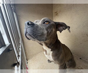 Mutt Dogs for adoption in Oklahoma City, OK, USA