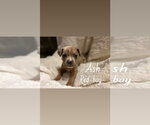 Small #4 Boxer Mix