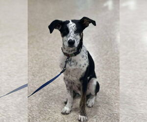 Mutt Dogs for adoption in Minneapolis, MN, USA